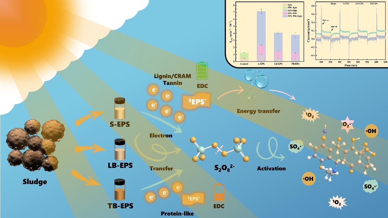 基于污泥胞外聚合物分子的光驅(qū)動(dòng)過硫酸鹽活化機(jī)制示意圖