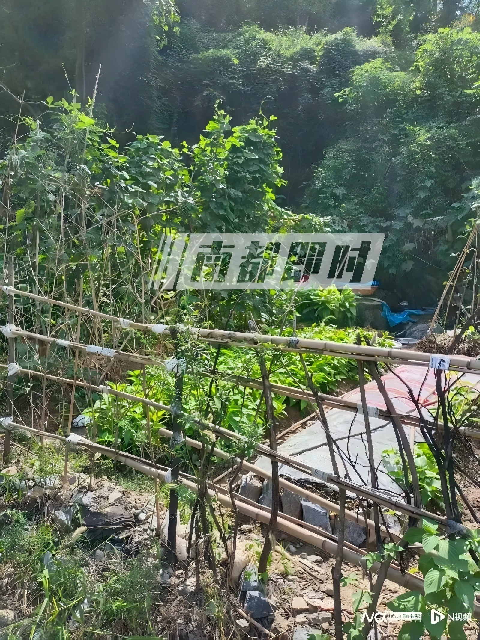 事發(fā)路段旁菜地